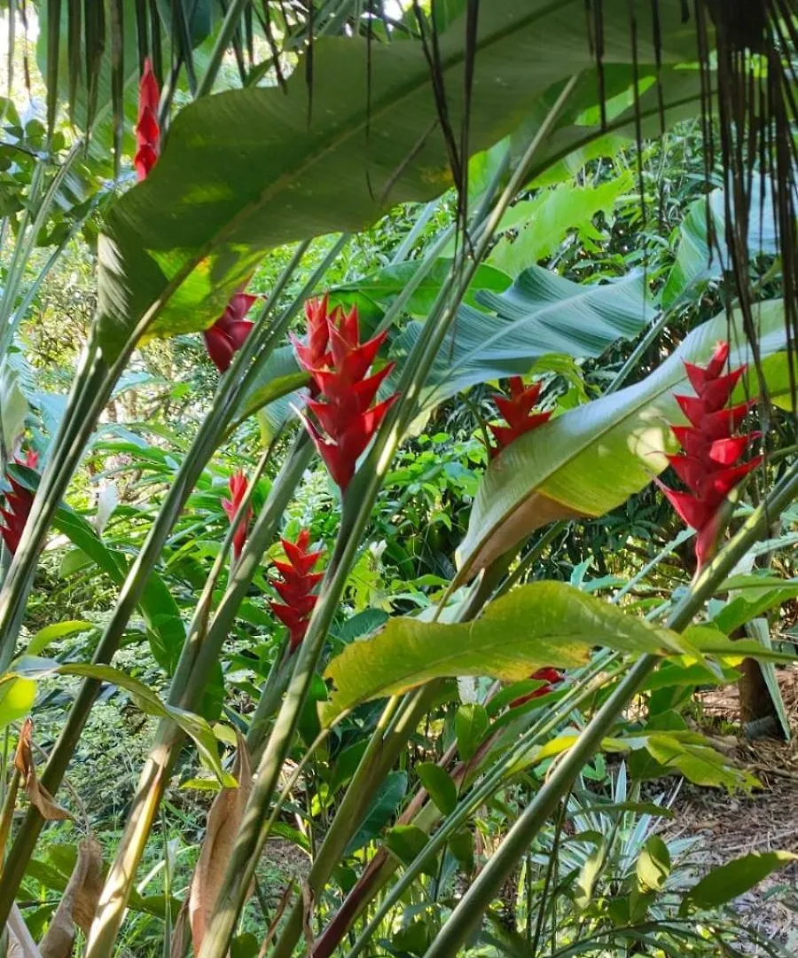 Appartement Climatise Vue Sur Foret Tropicale - Proche De La Mer Пор-Луи
