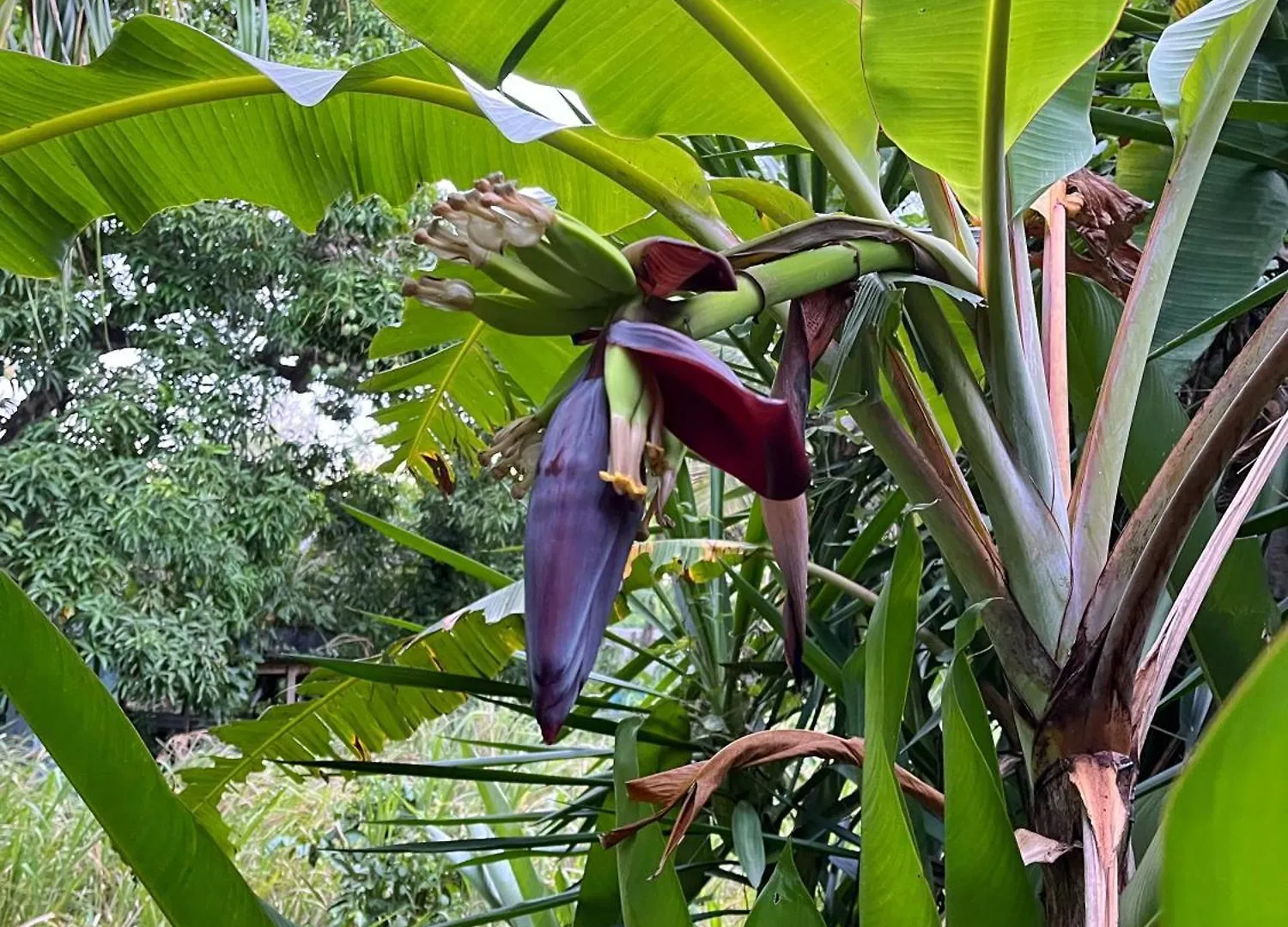 Appartement Climatise Vue Sur Foret Tropicale - Proche De La Mer Пор-Луи 0*,